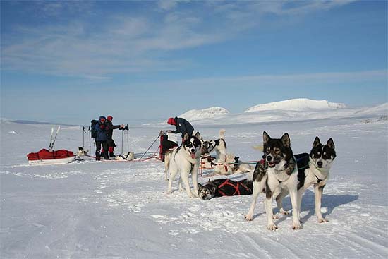 Hundekjøring i Dividalen