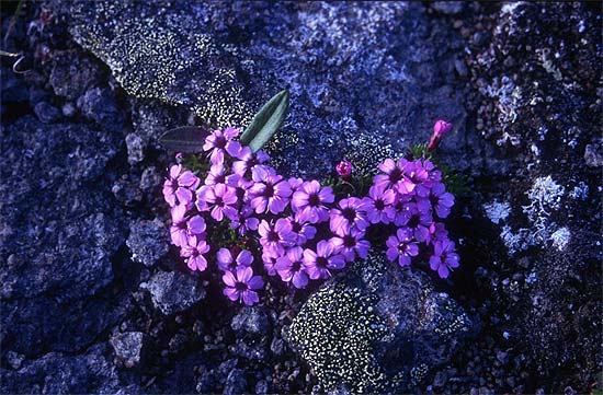 Fjellsmelle