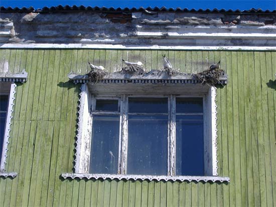 Moderne fuglefjell