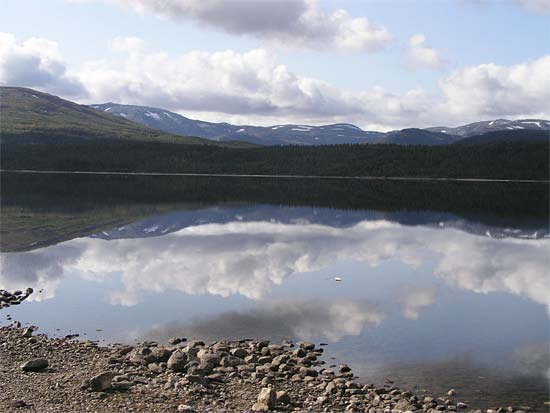 Grane