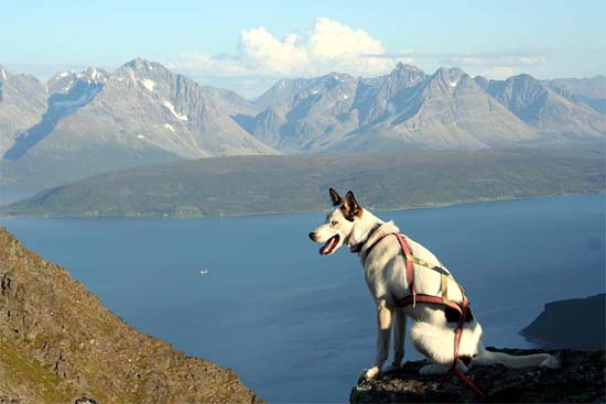 Inuk med utsikt over Ullsfjorden og Lyngsalpene