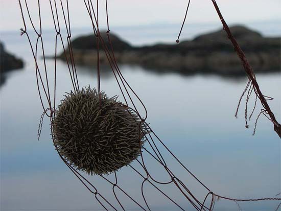 Kråkebolle