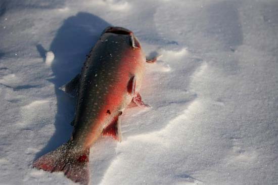 Røya den flottest fisken i nord.