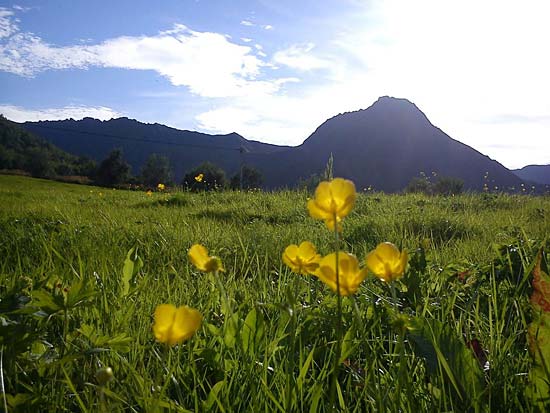 Smørblomster
