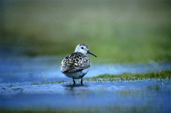 Snipe