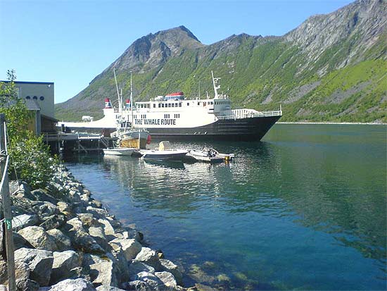The Whale Route